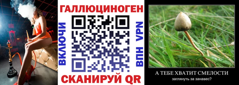 Галлюциногенные грибы Psilocybine cubensis  Купить  Учалы 